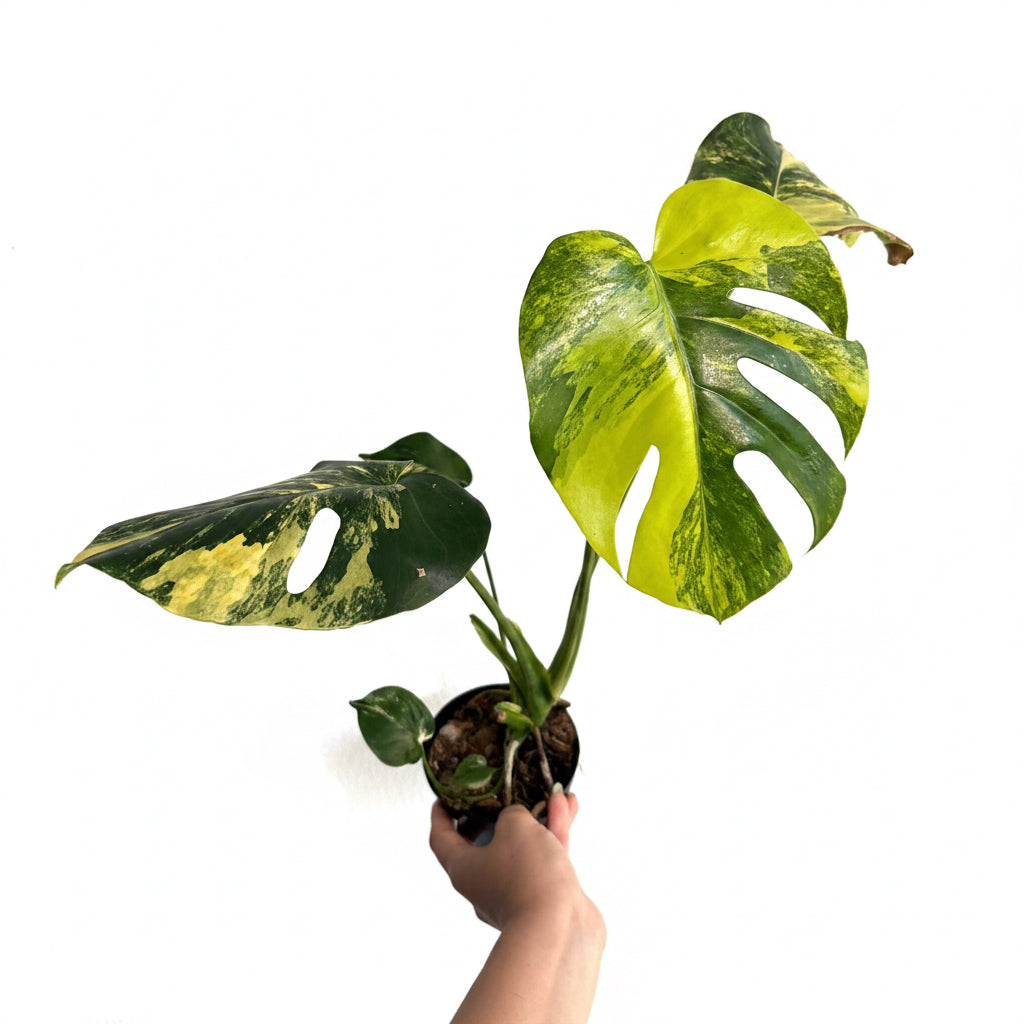Monstera Yellow Marilyn