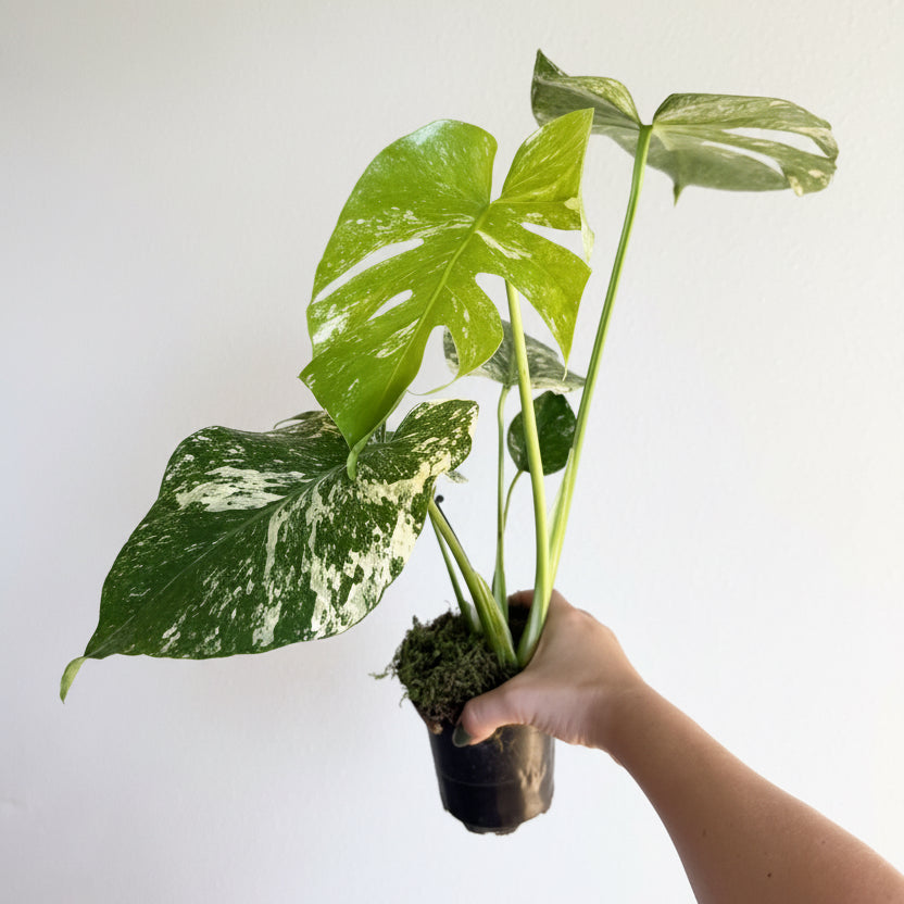 Monstera White monster 4” Large