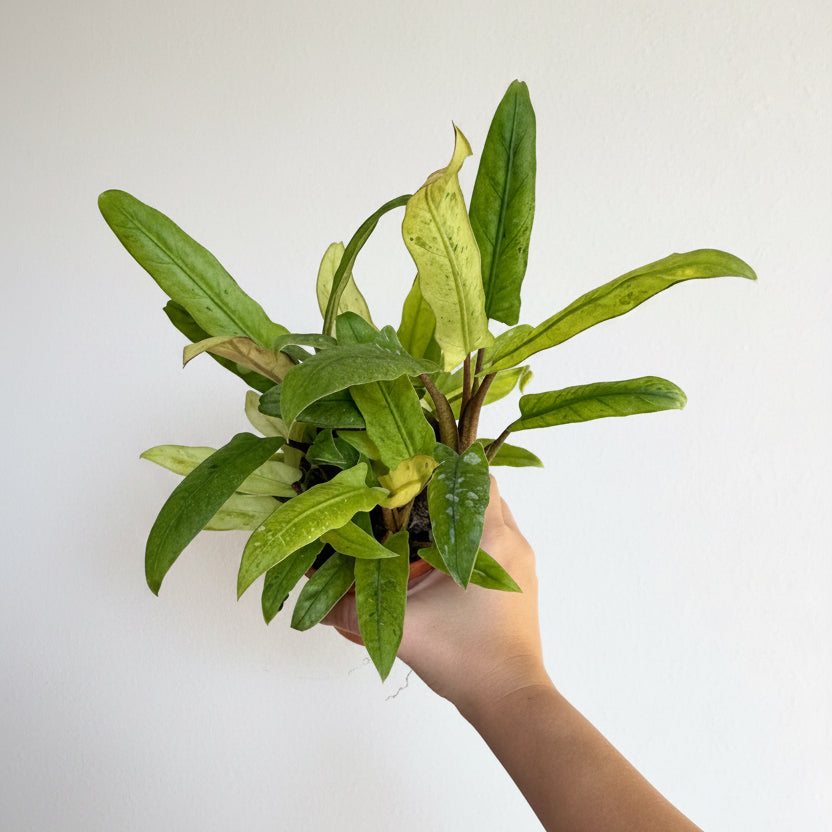 Alocasia Lauterbachiana Var 4”