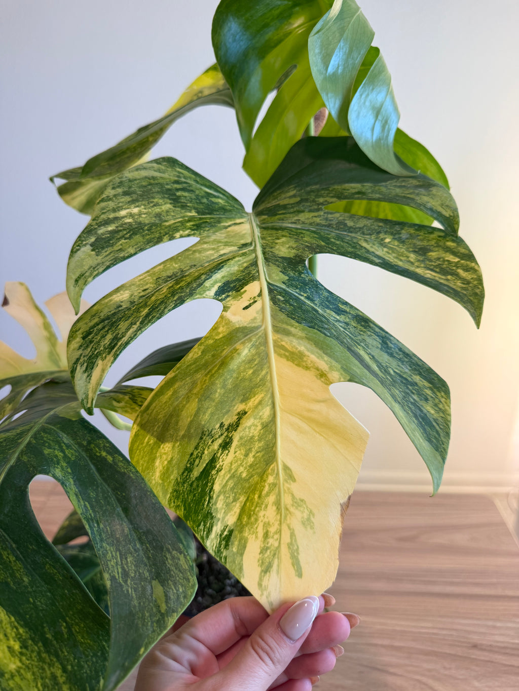 Monstera Áurea Variegated 6”