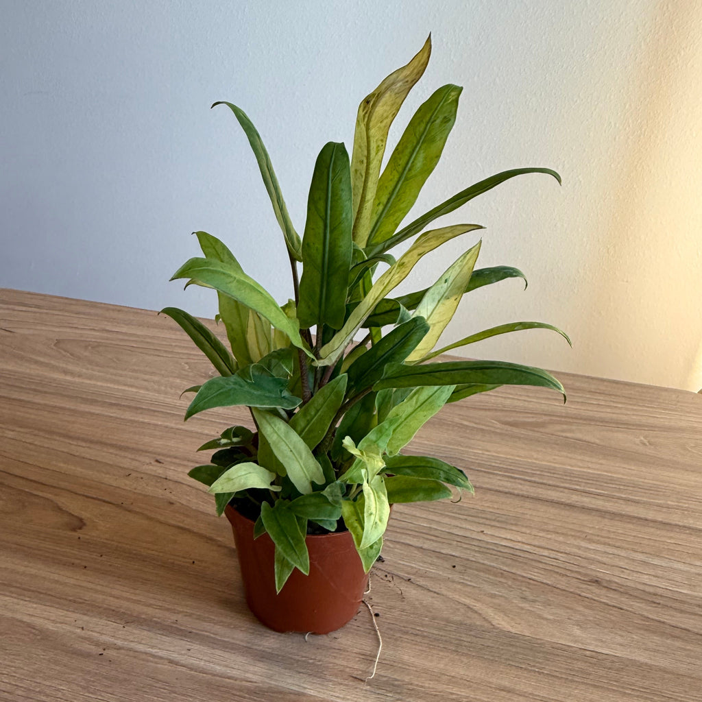 Alocasia Lauterbachiana Var 4”