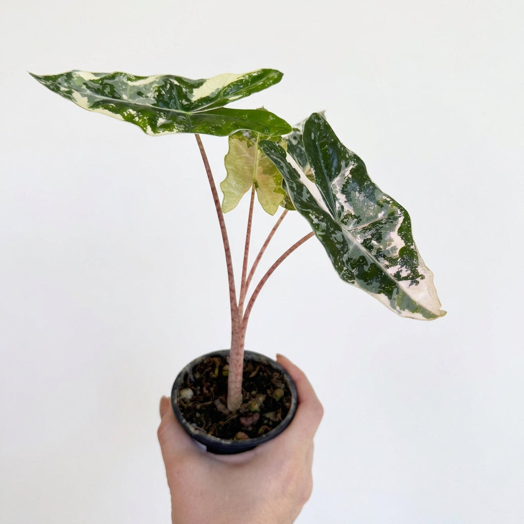 Alocasia Pseudo Sanderiana Pink Variegated