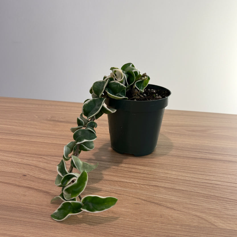 Hoya Carnosa Compacta Variegated 4”