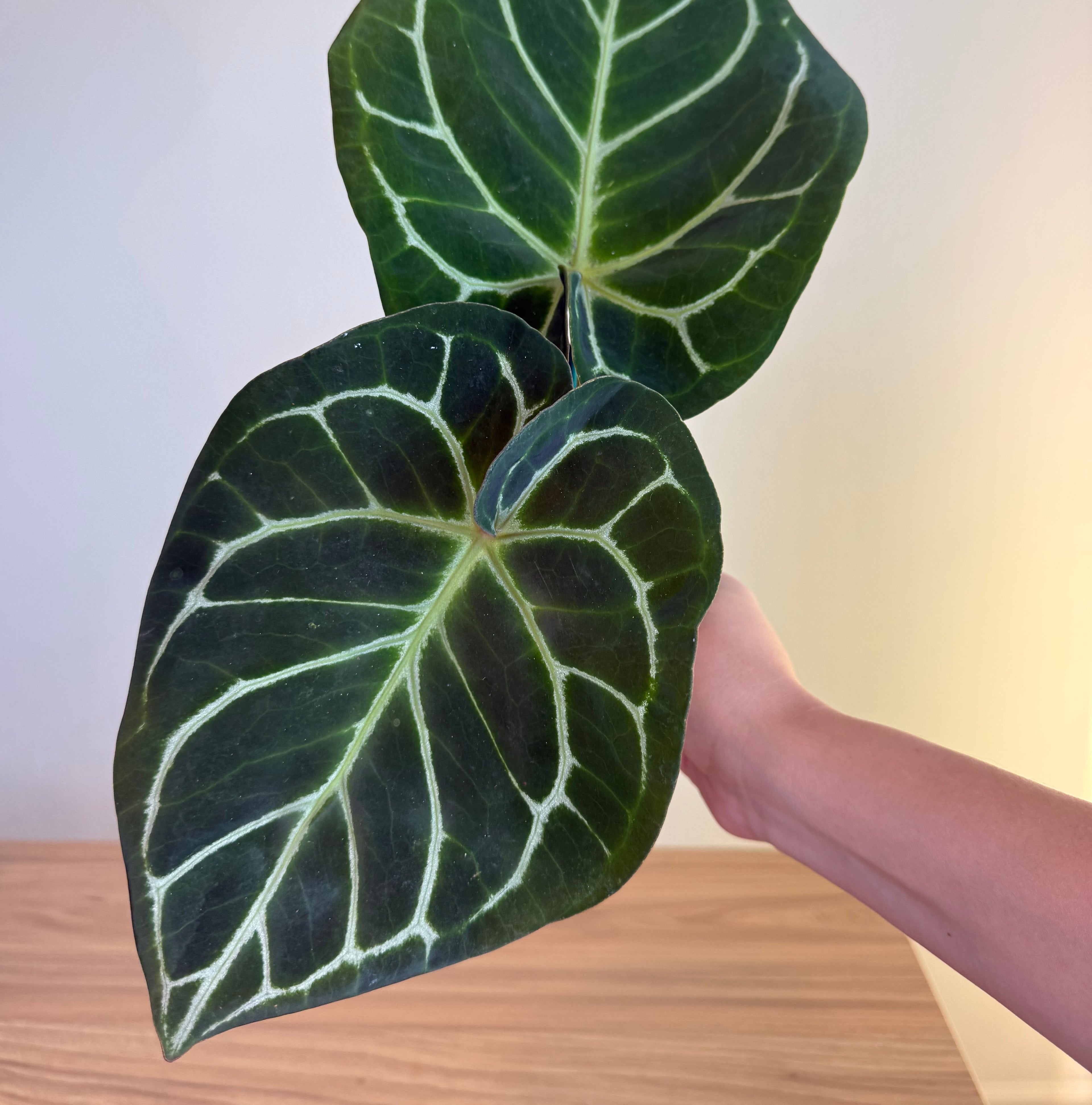 Anthurium (RC x Dorayaki) x RC  4”