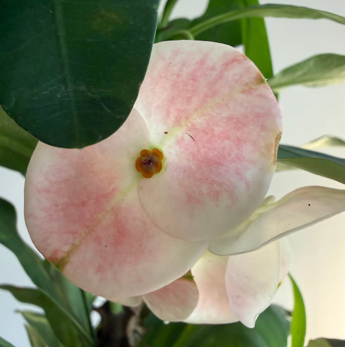 Euphorbia Milii “Crown of Thorns”