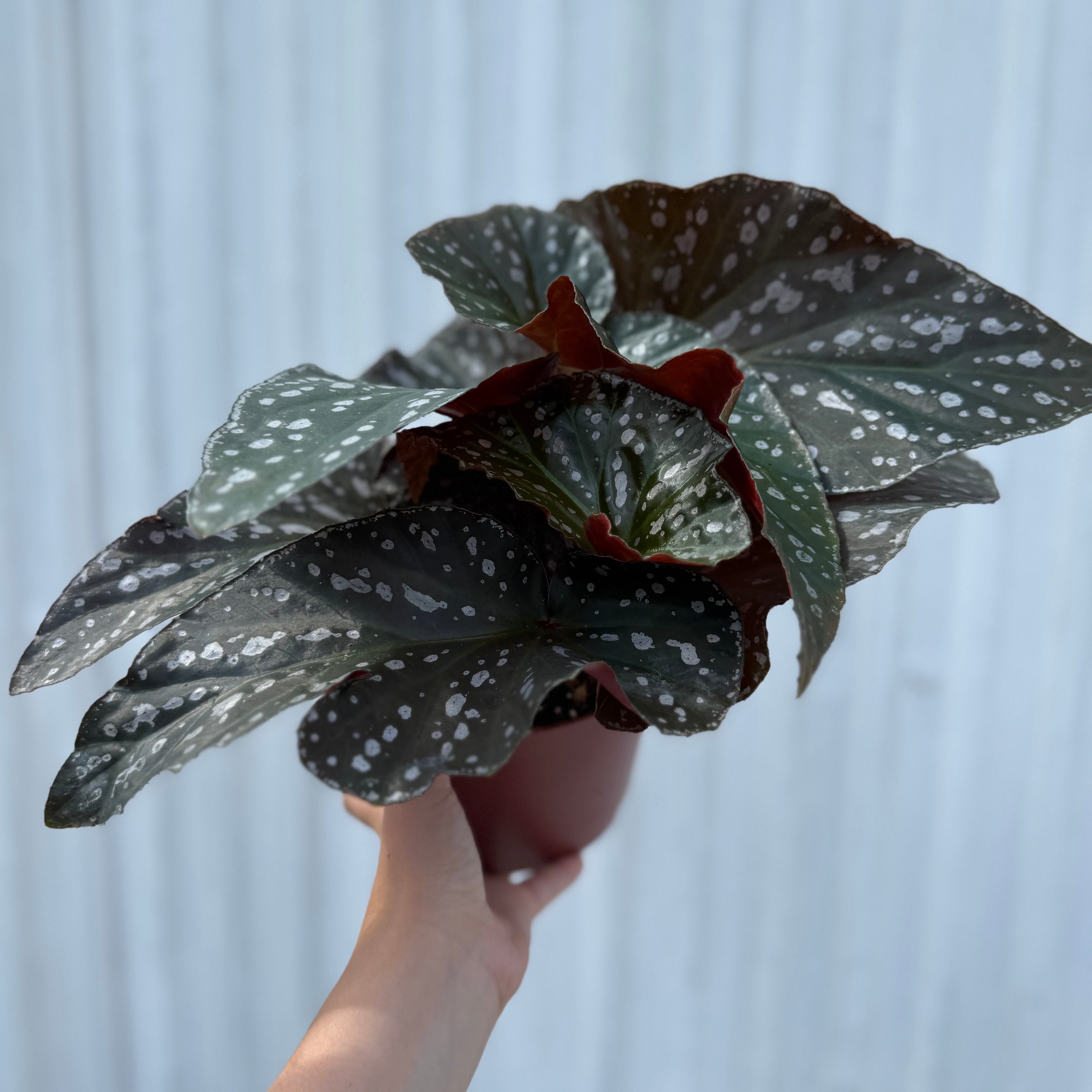 Begonia Silver Eagle 6”