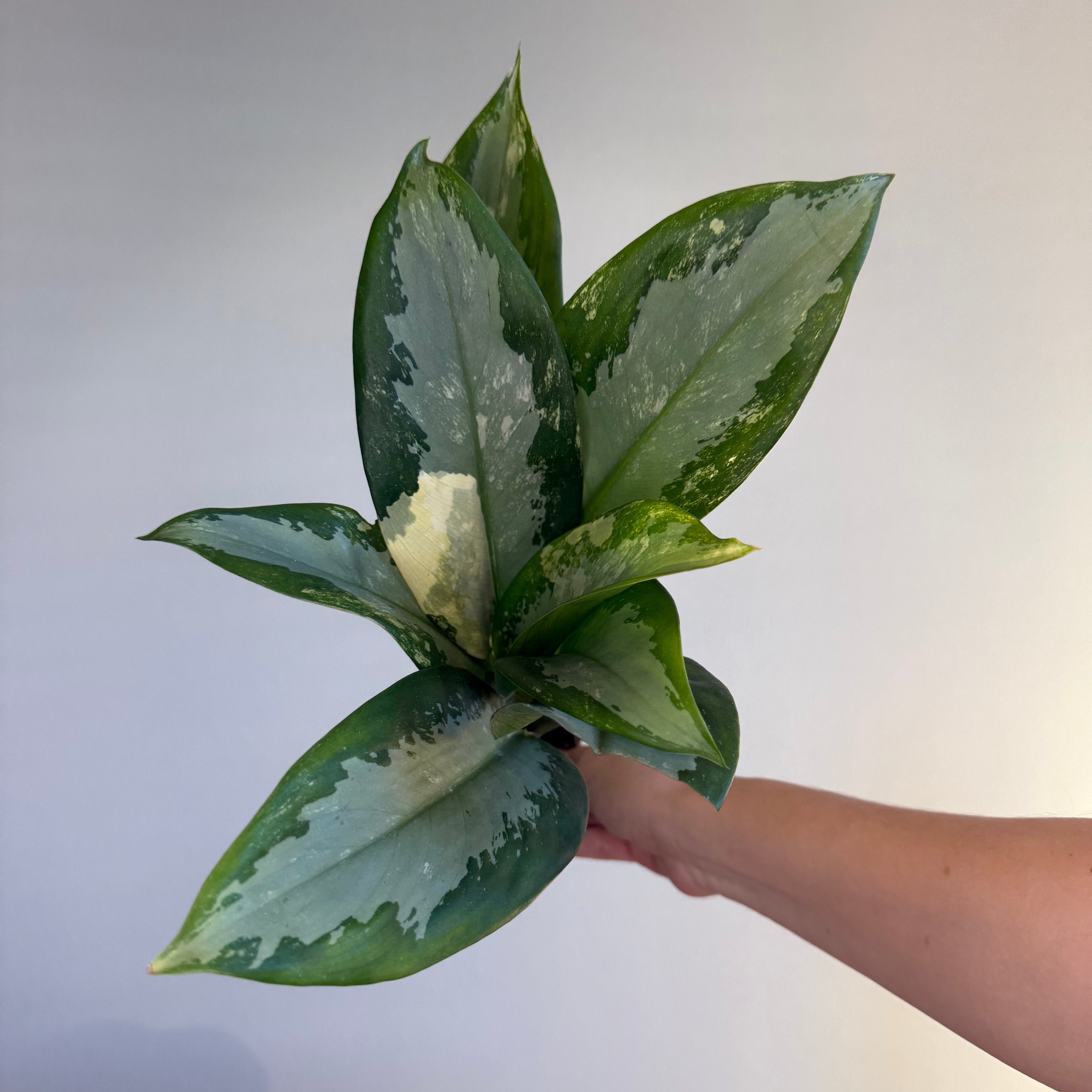 Aglaonema Suvarnabhumi Var