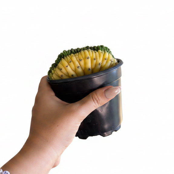3- Unique Cactus Bundle
