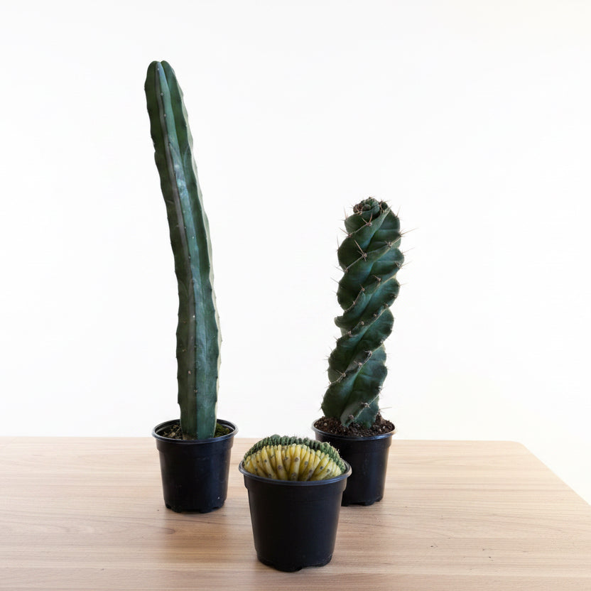 3- Unique Cactus Bundle