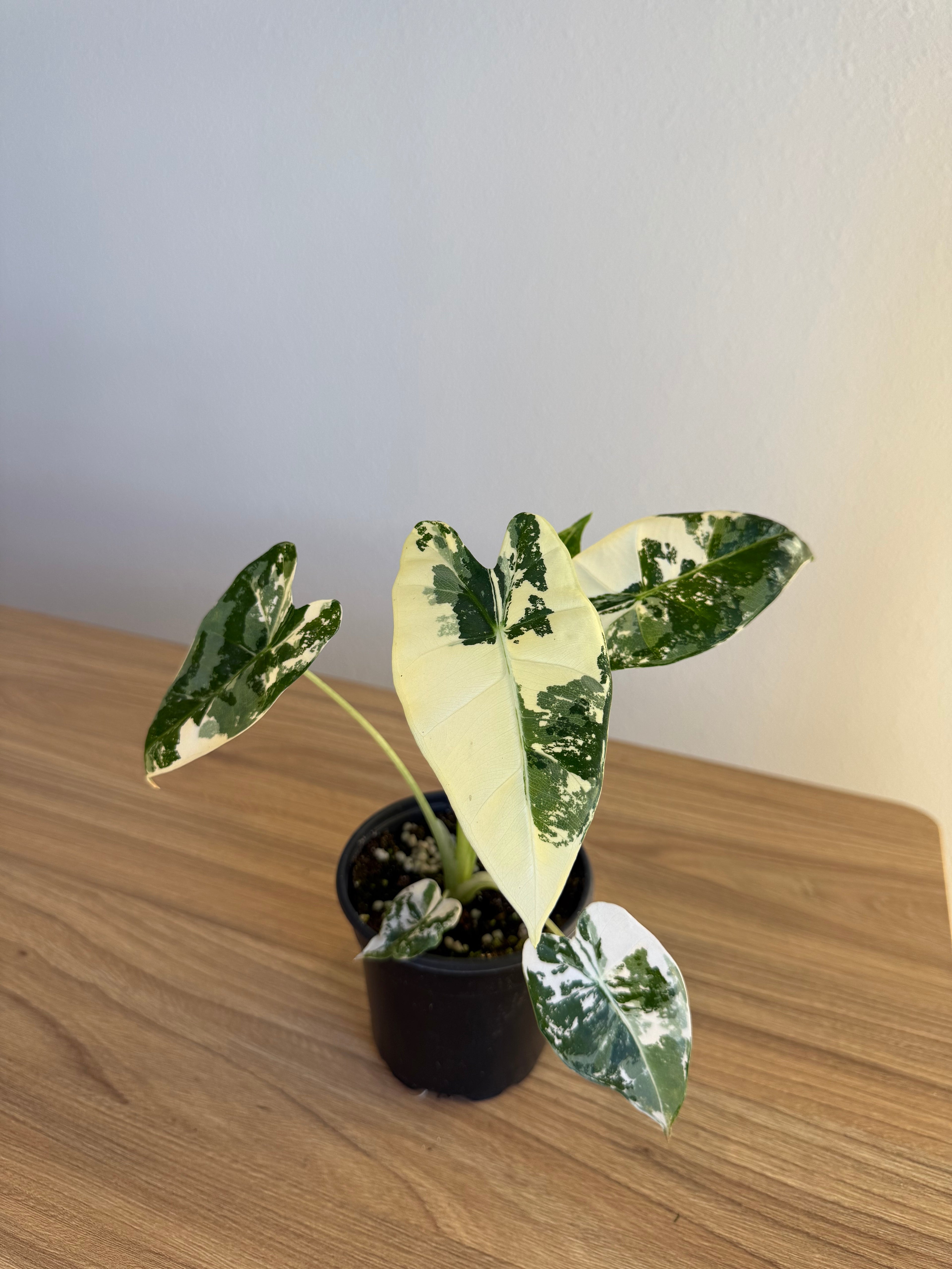 Alocasia Frydek var 4”