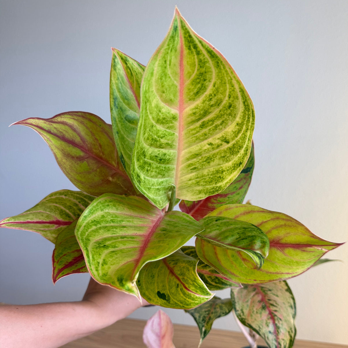 Aglaonema Collection - 3 plant Bundle