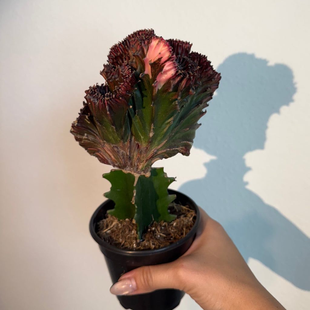 Mermaid Tail Cactus Red