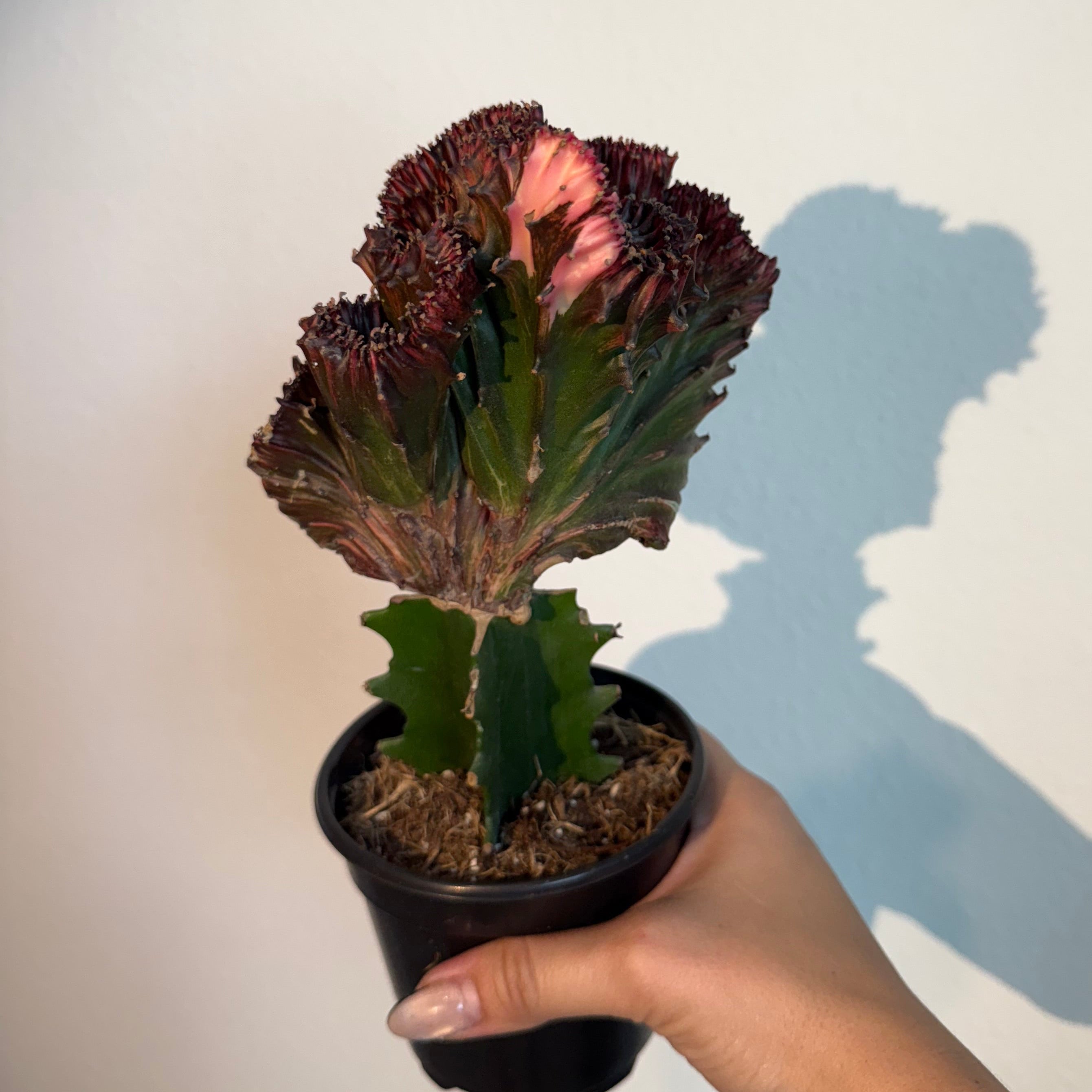 Mermaid Tail Cactus Red