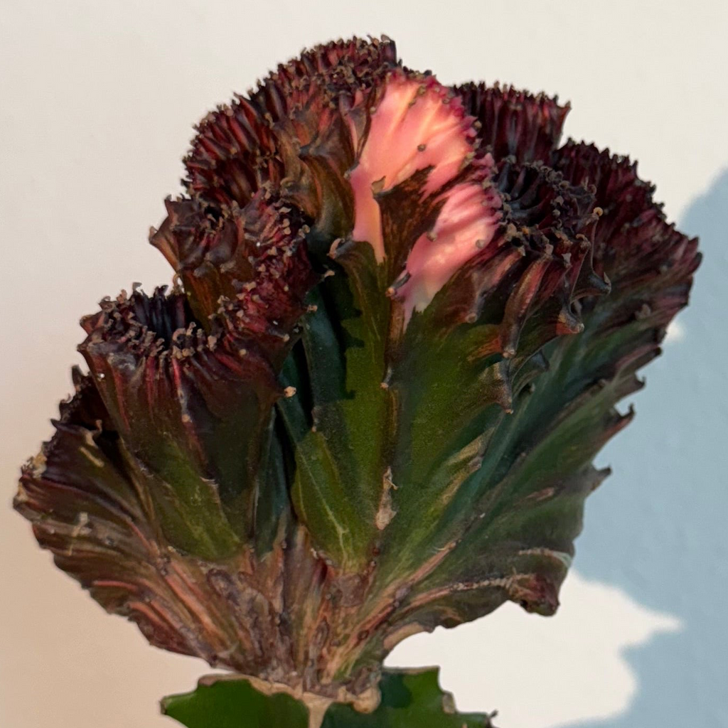 Mermaid Tail Cactus Red