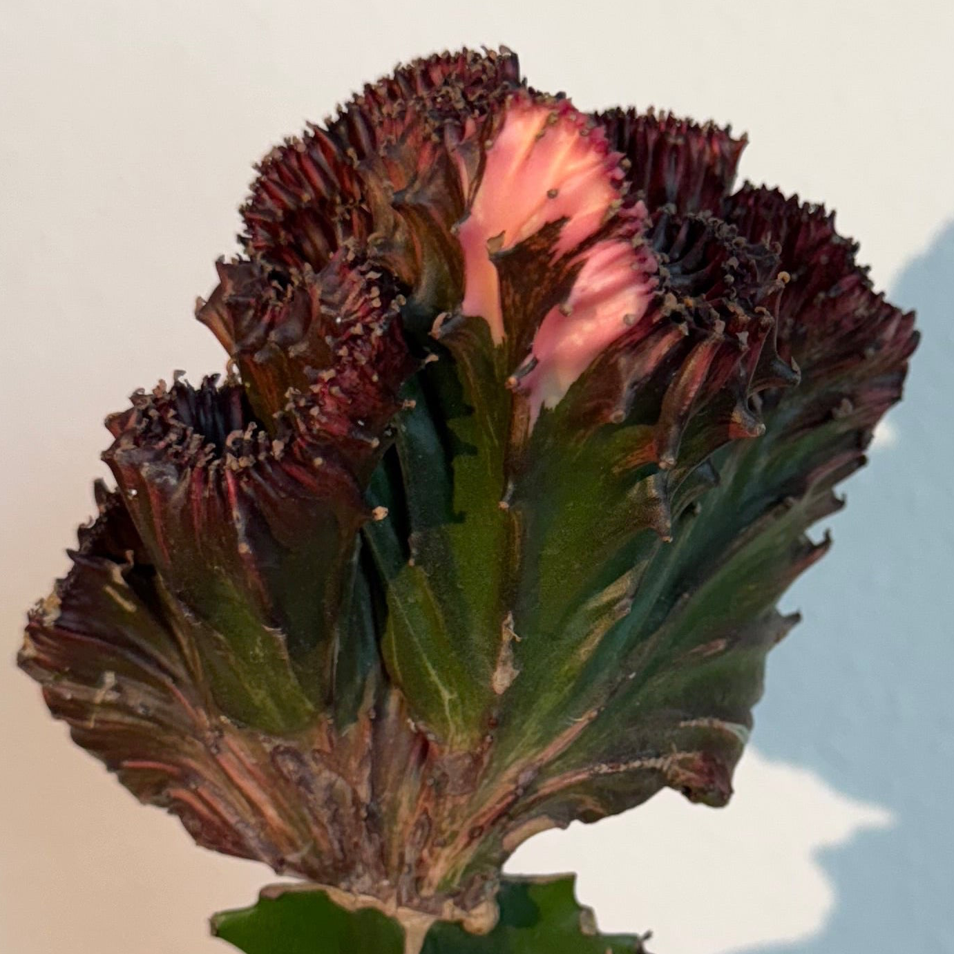 Mermaid Tail Cactus Red