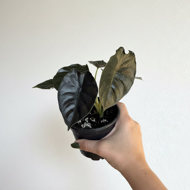 Alocasia Dark & Uncommon - 3 Plants Bundle