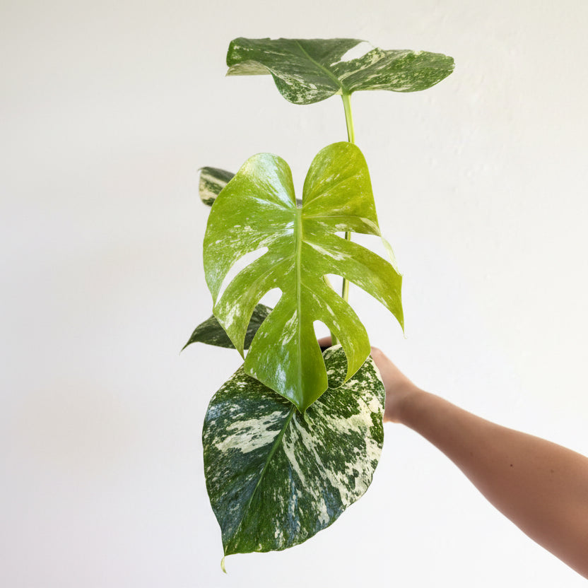 Monstera White monster 4” Large