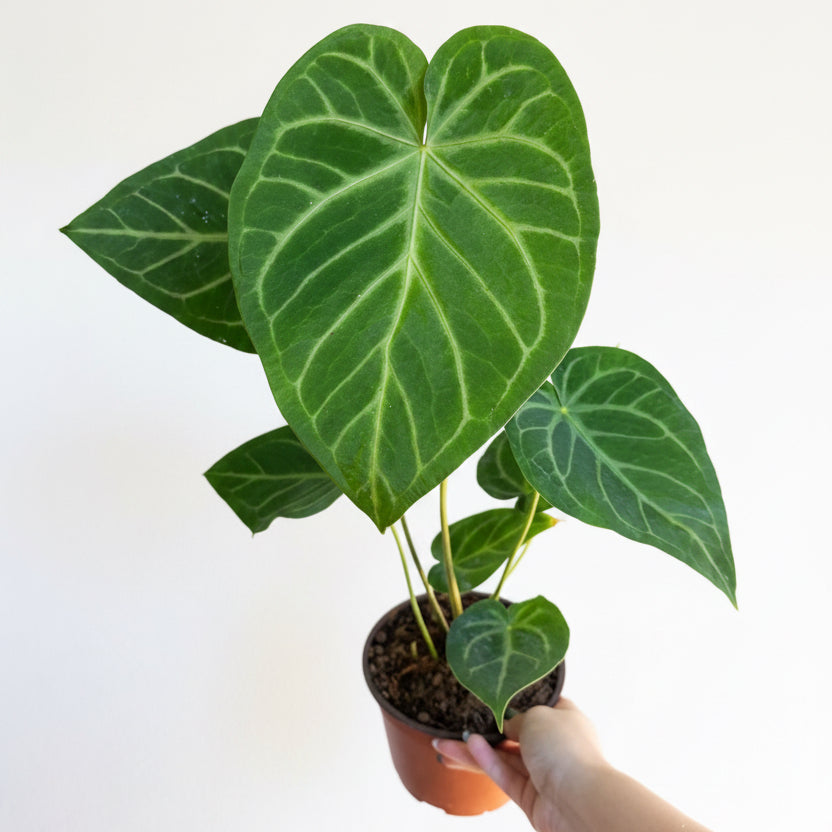 Anthurium Crystallinum × Magnificum