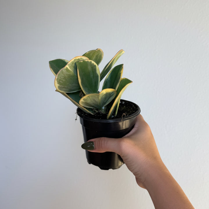 Hoya Pachyclada Outer Var 4”
