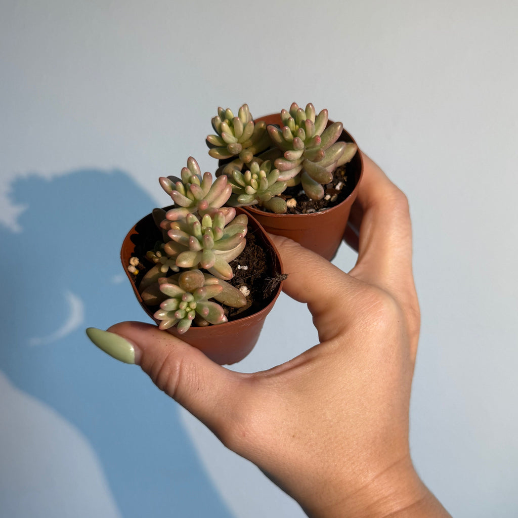 Sedum Jelly Bean pink ( 2 plants)