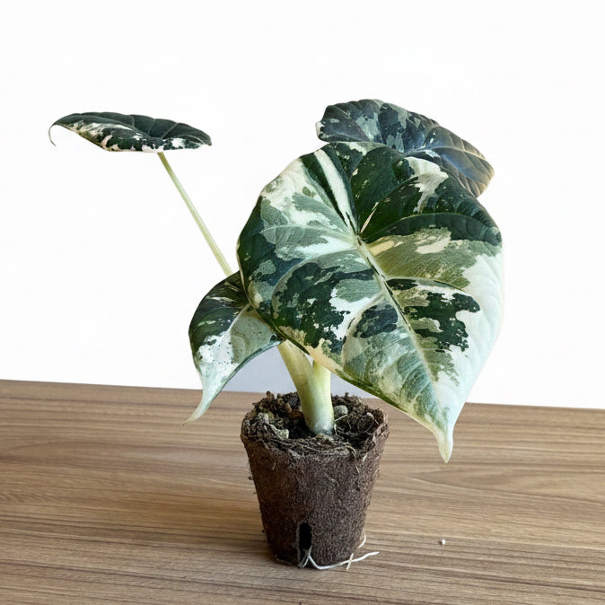 Alocasia Maharaní Albo 3”