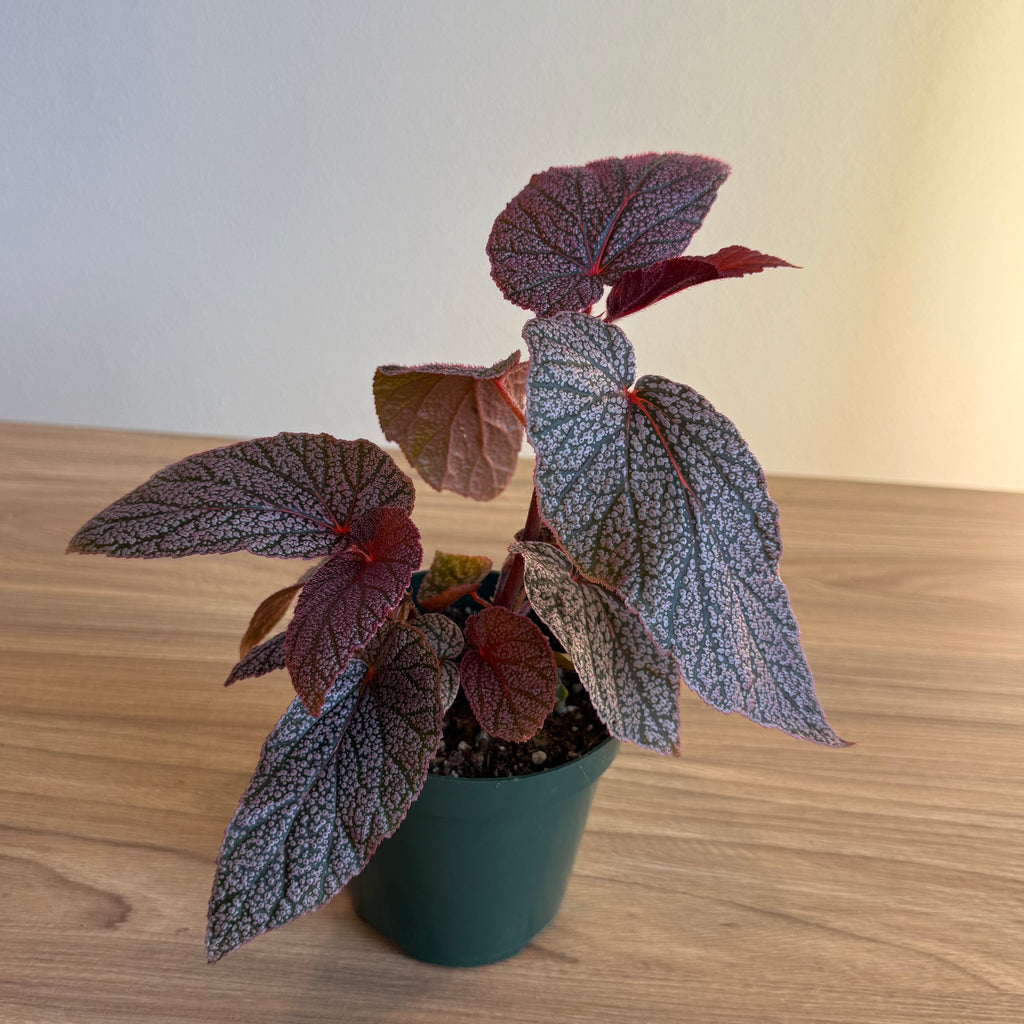 Begonia Maurice Amey 4”