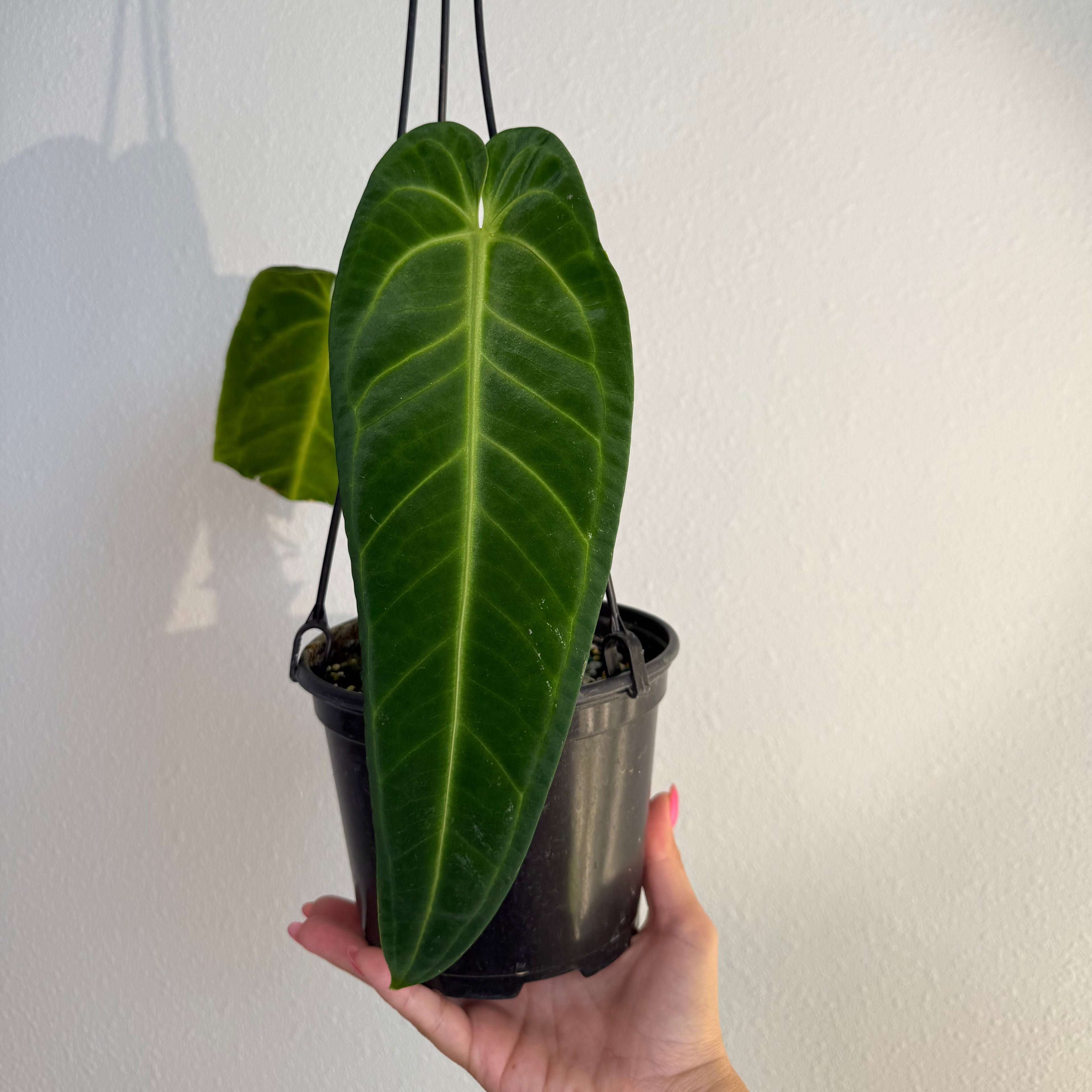 Anthurium Warocqueanum