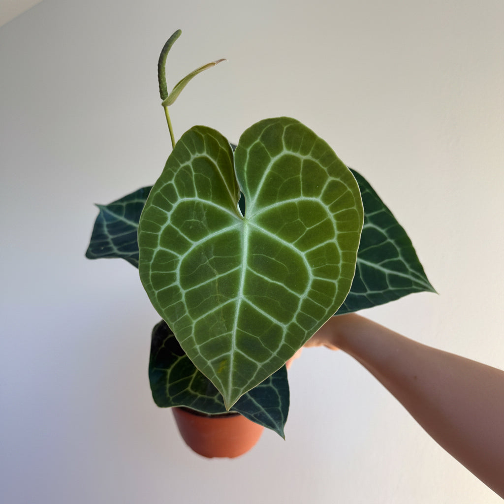 Anthurium Clarinervium 6”