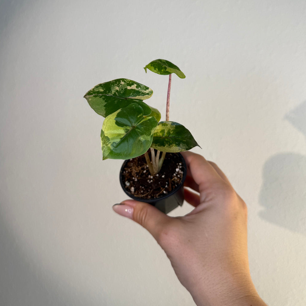 Alocasia Yucatán Princess Var