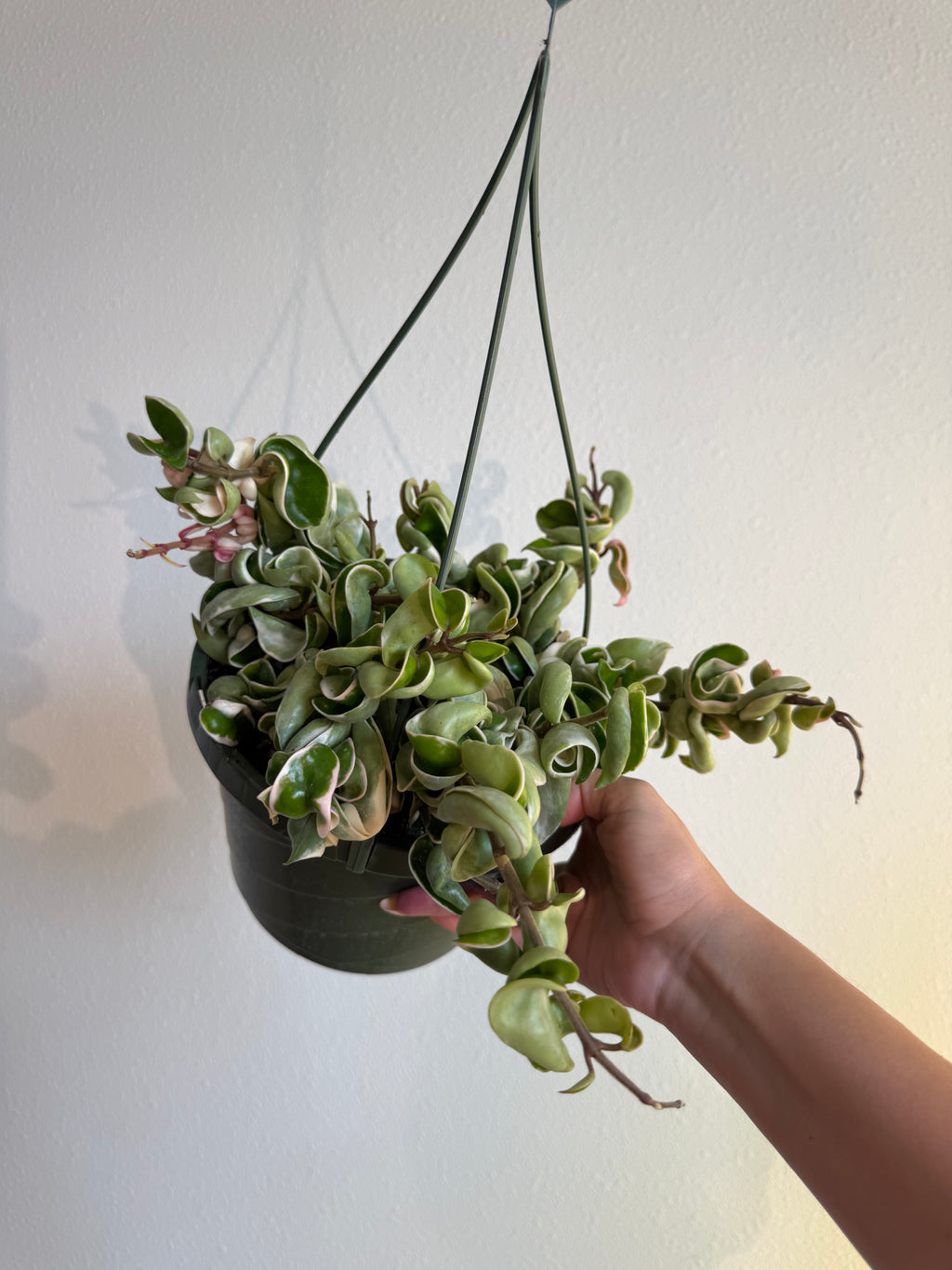 Hoya Compacta Var 8” HB