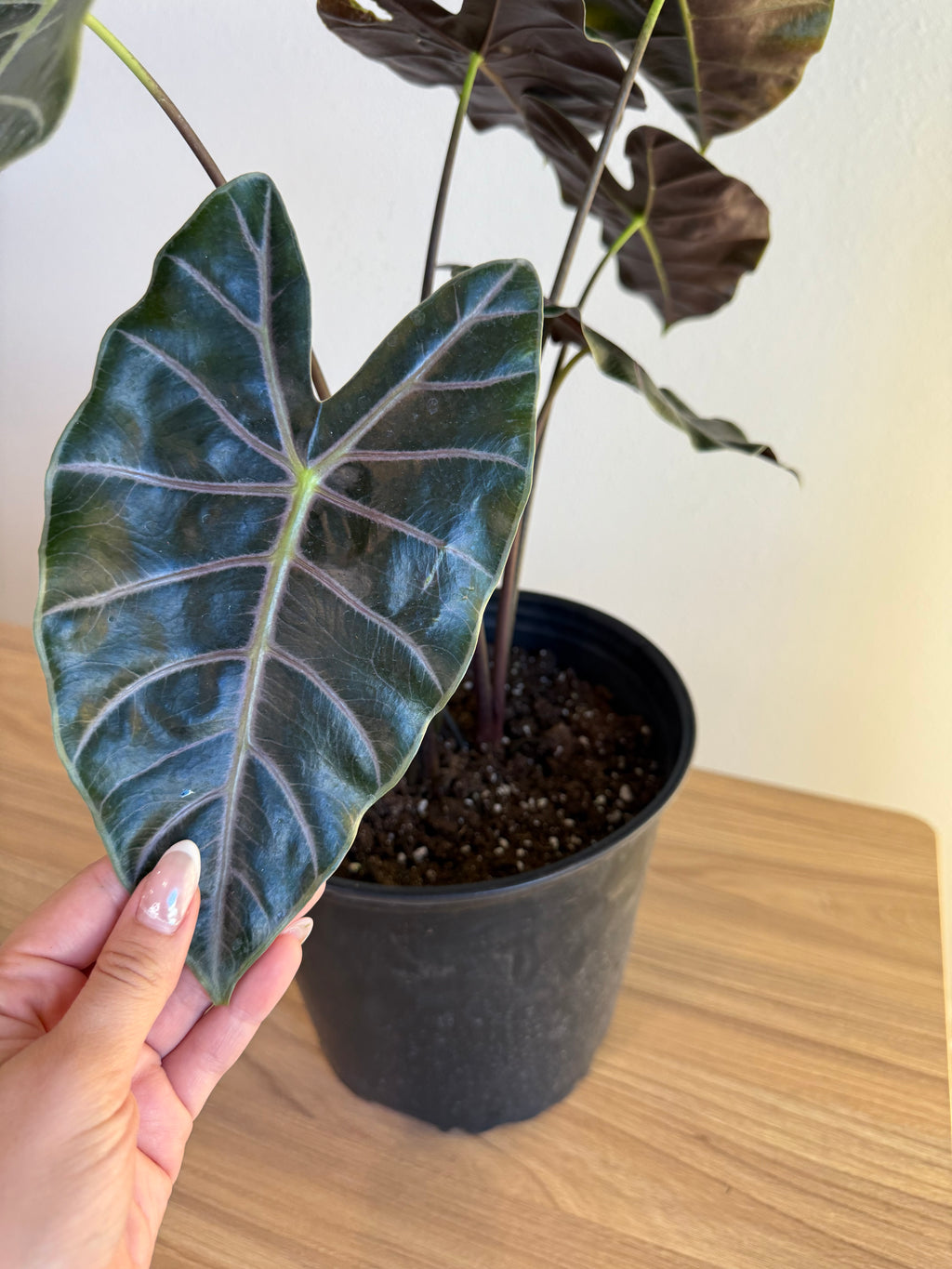 Alocasia longiloba purple vein