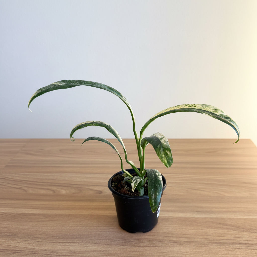 Epipremnum Giganteum Marble 4”