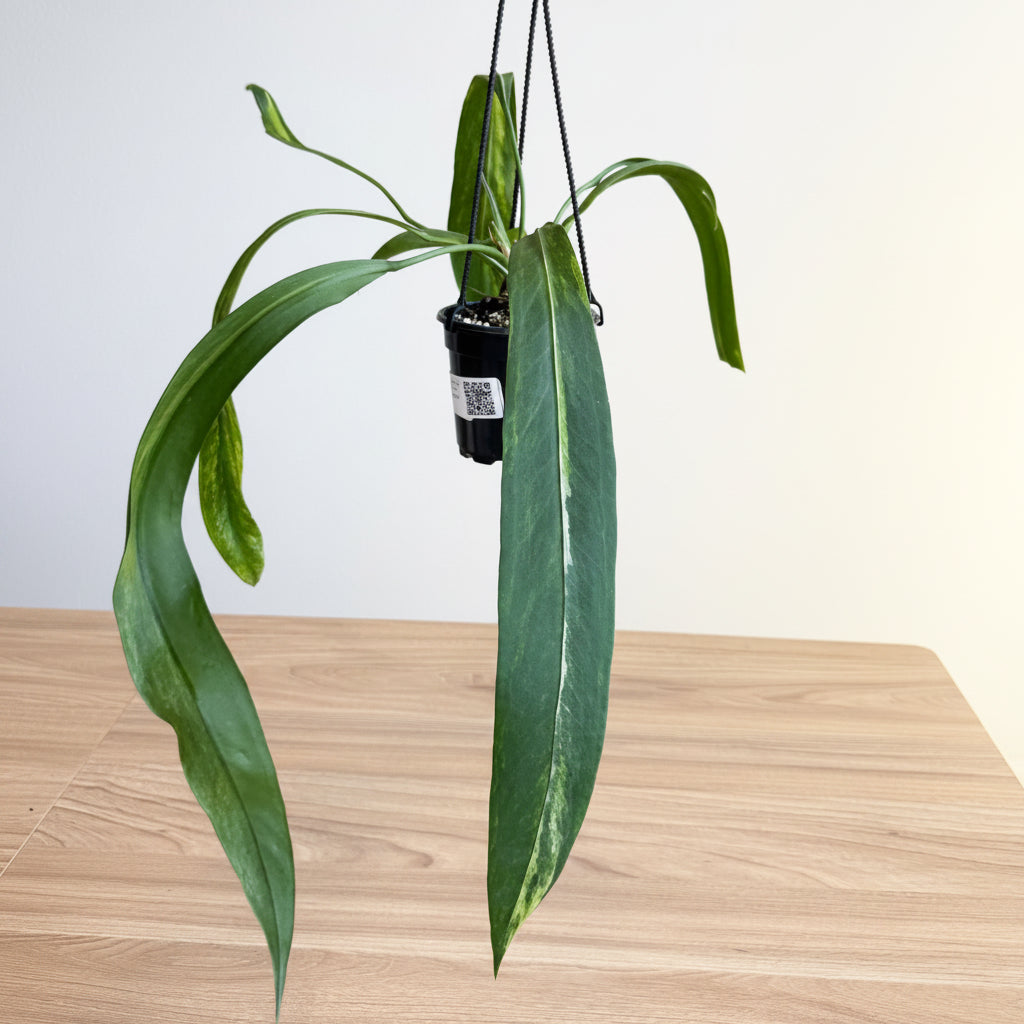 Anthurium Vittanifolium Var 4” HB