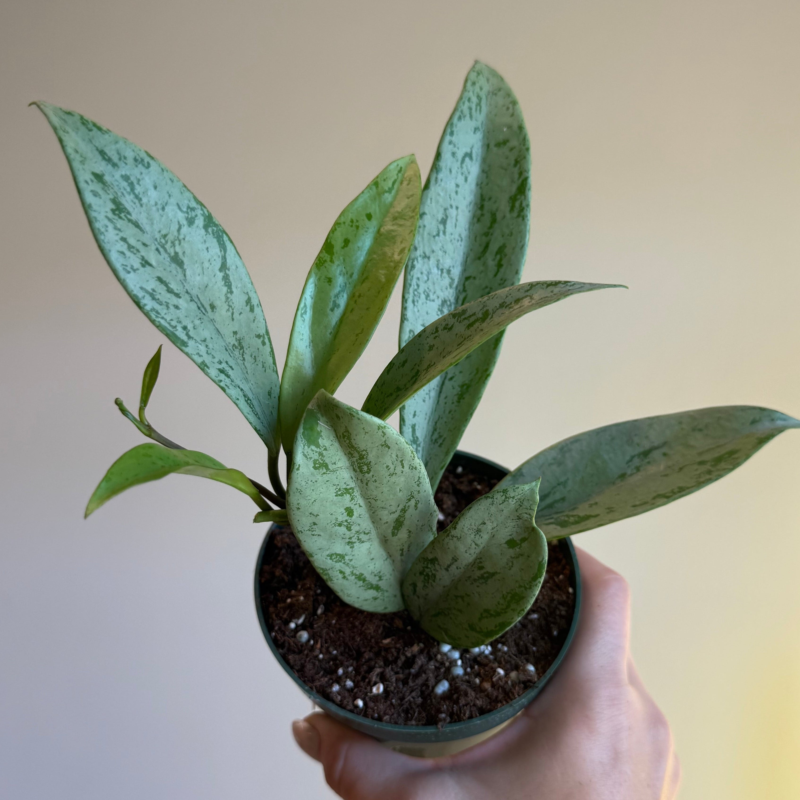 Hoya Publicalix pink Silver Ghost 4”