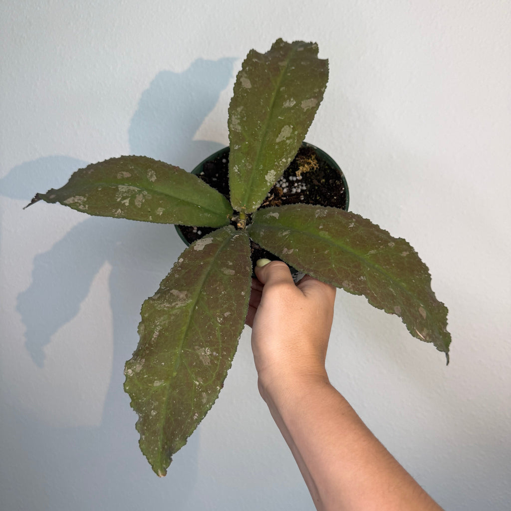Hoya Undulata splash 6”