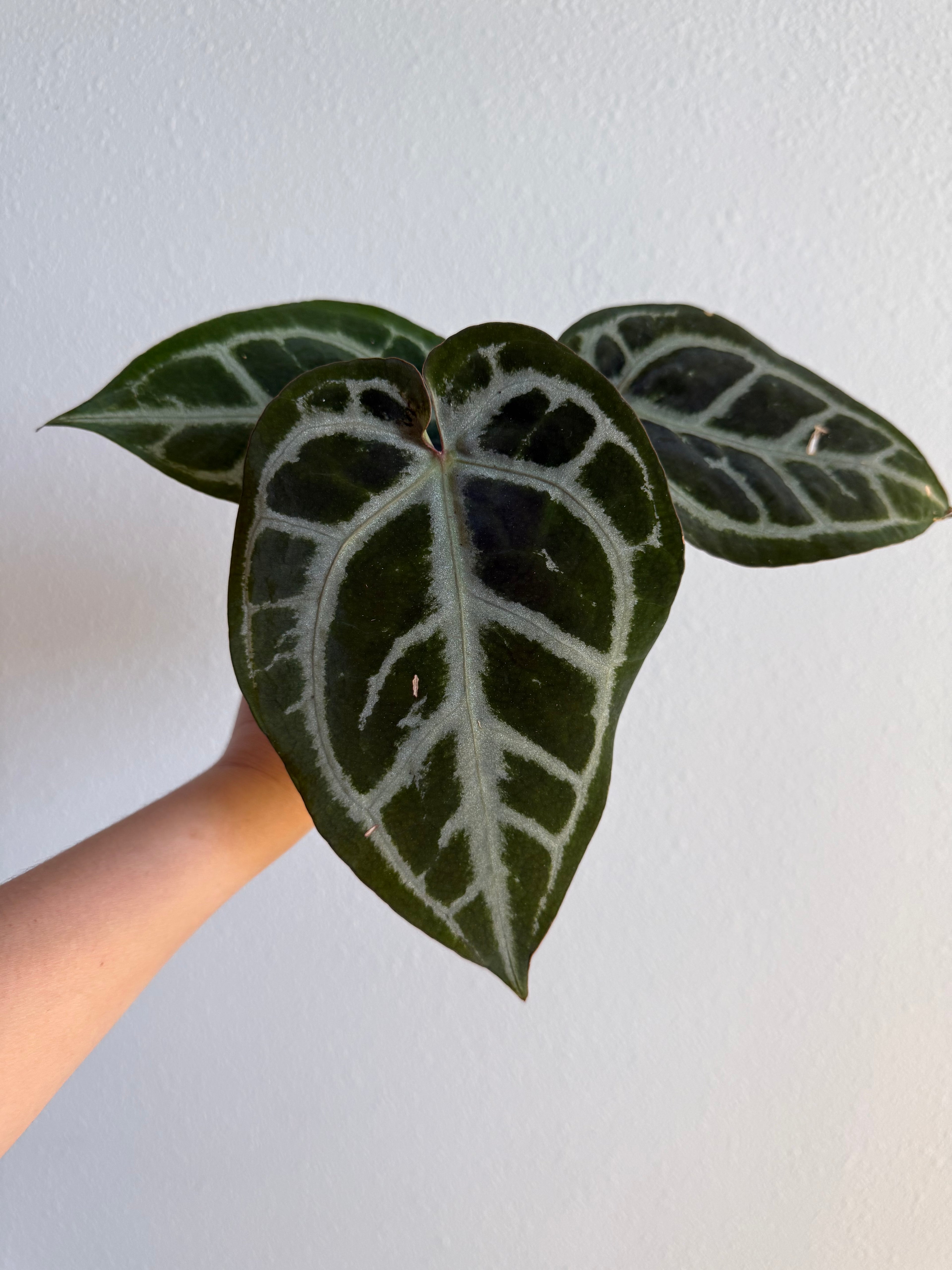 Anthurium RC X SKG Silver