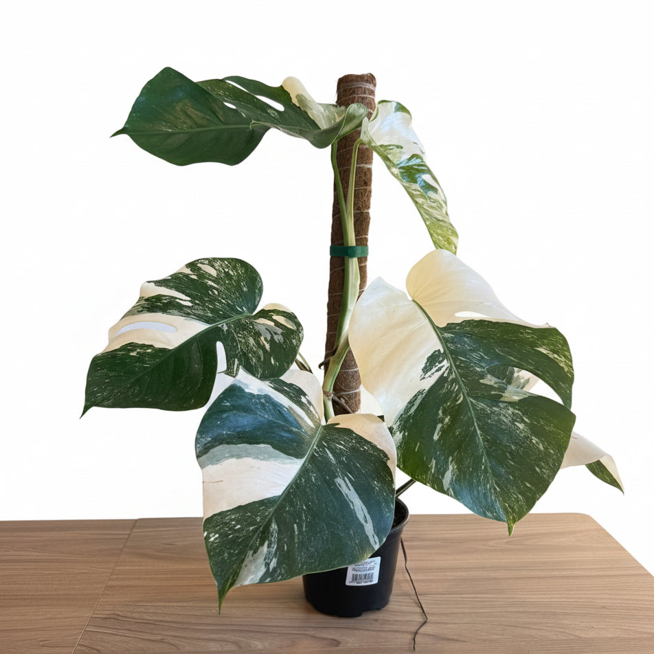 Monstera Albo Variegated 6”