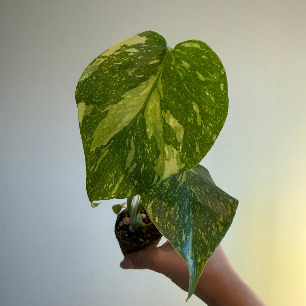 Monstera Electrolyte