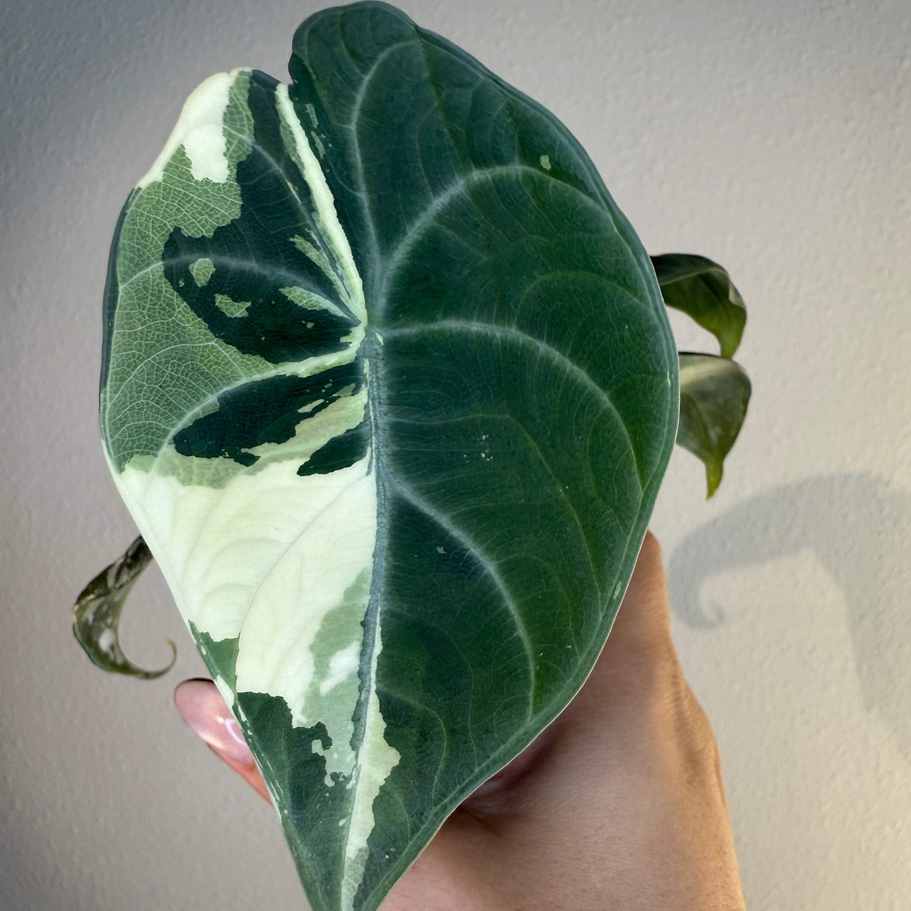 Alocasia Maharani Albo – Exotic plants Store