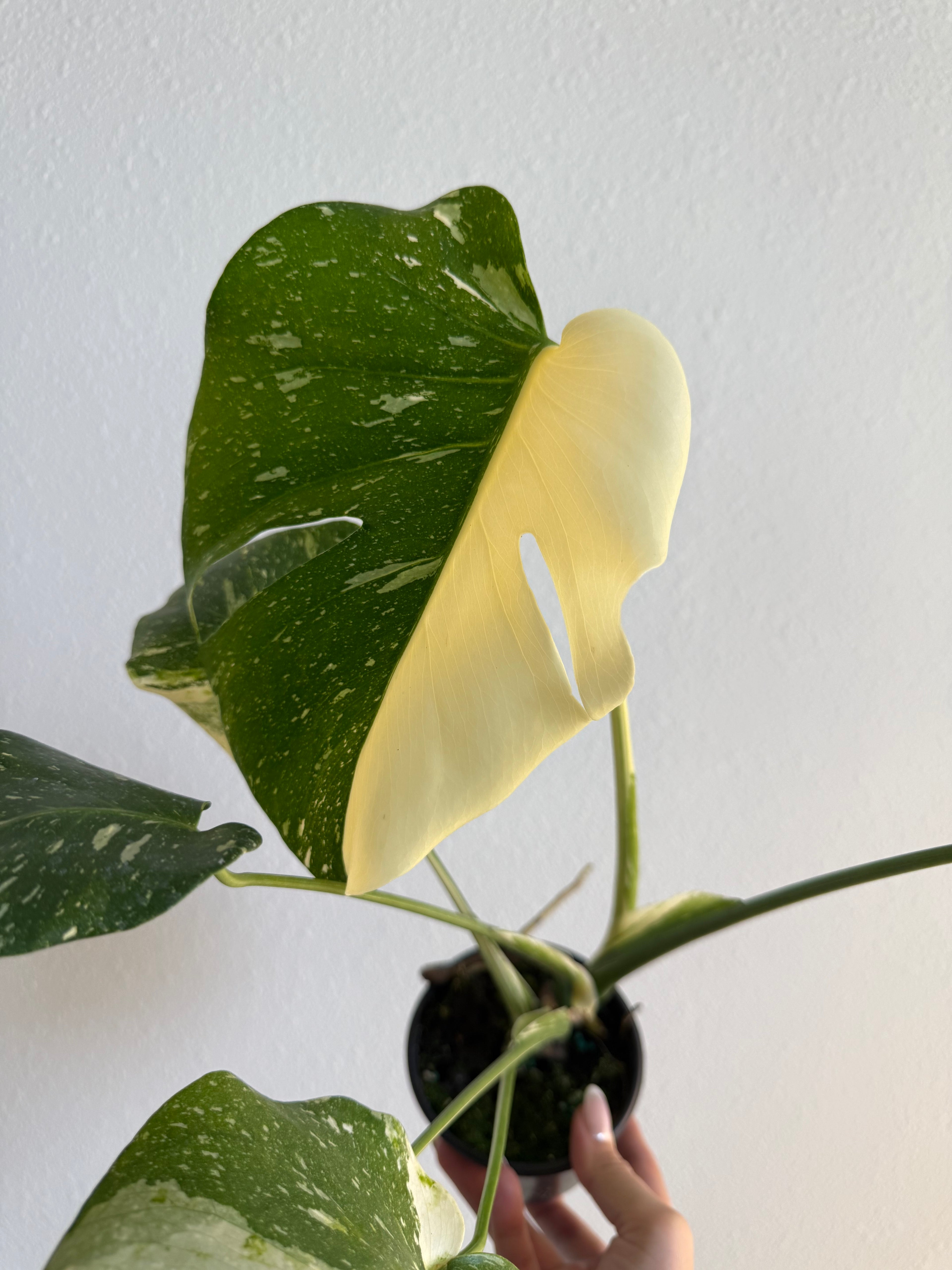 Monstera Thai constellation