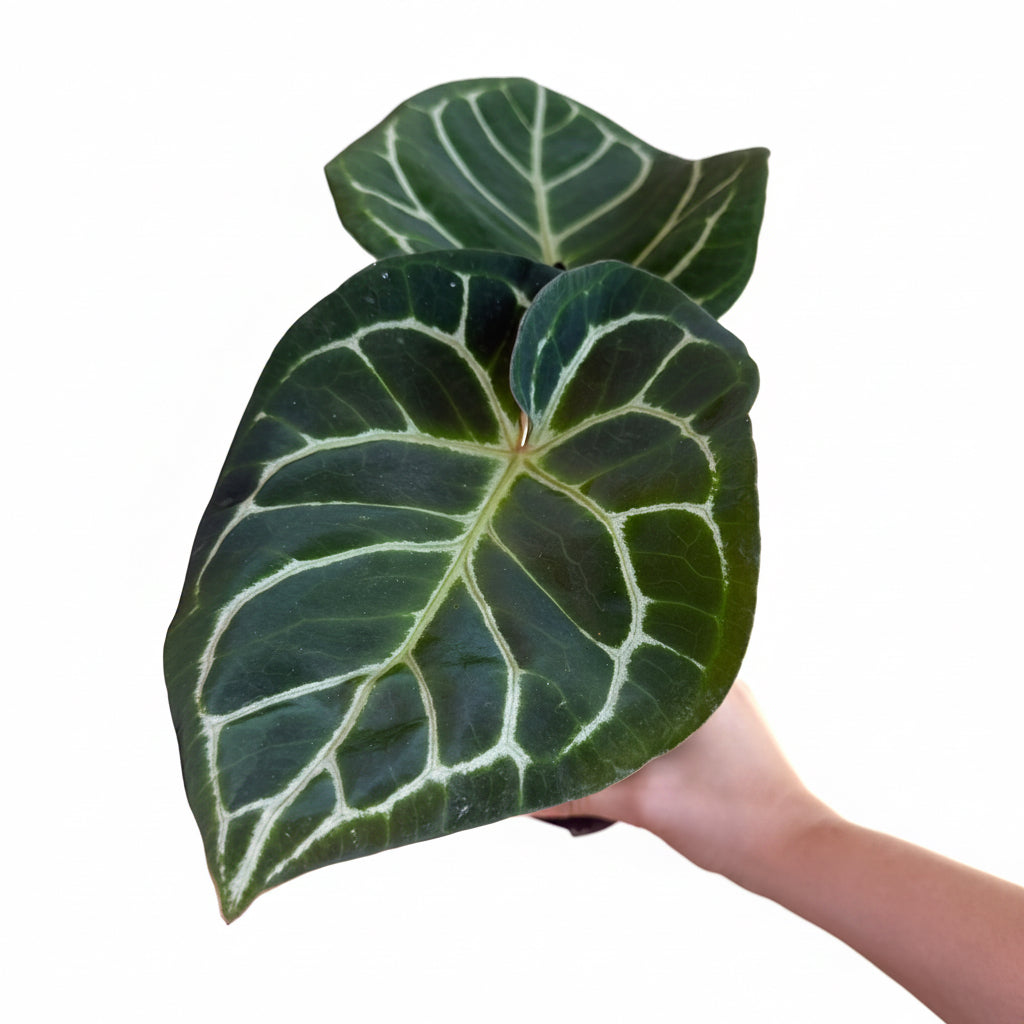 Anthurium (RC x Dorayaki) x RC  4”