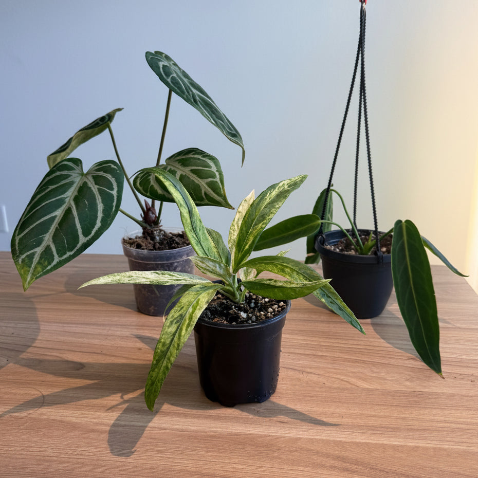 Anthurium Collectors Bundle