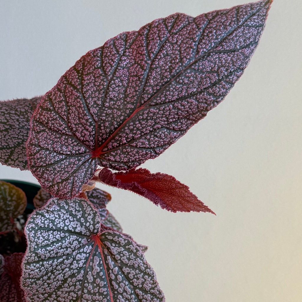 Begonia Maurice Amey 4”