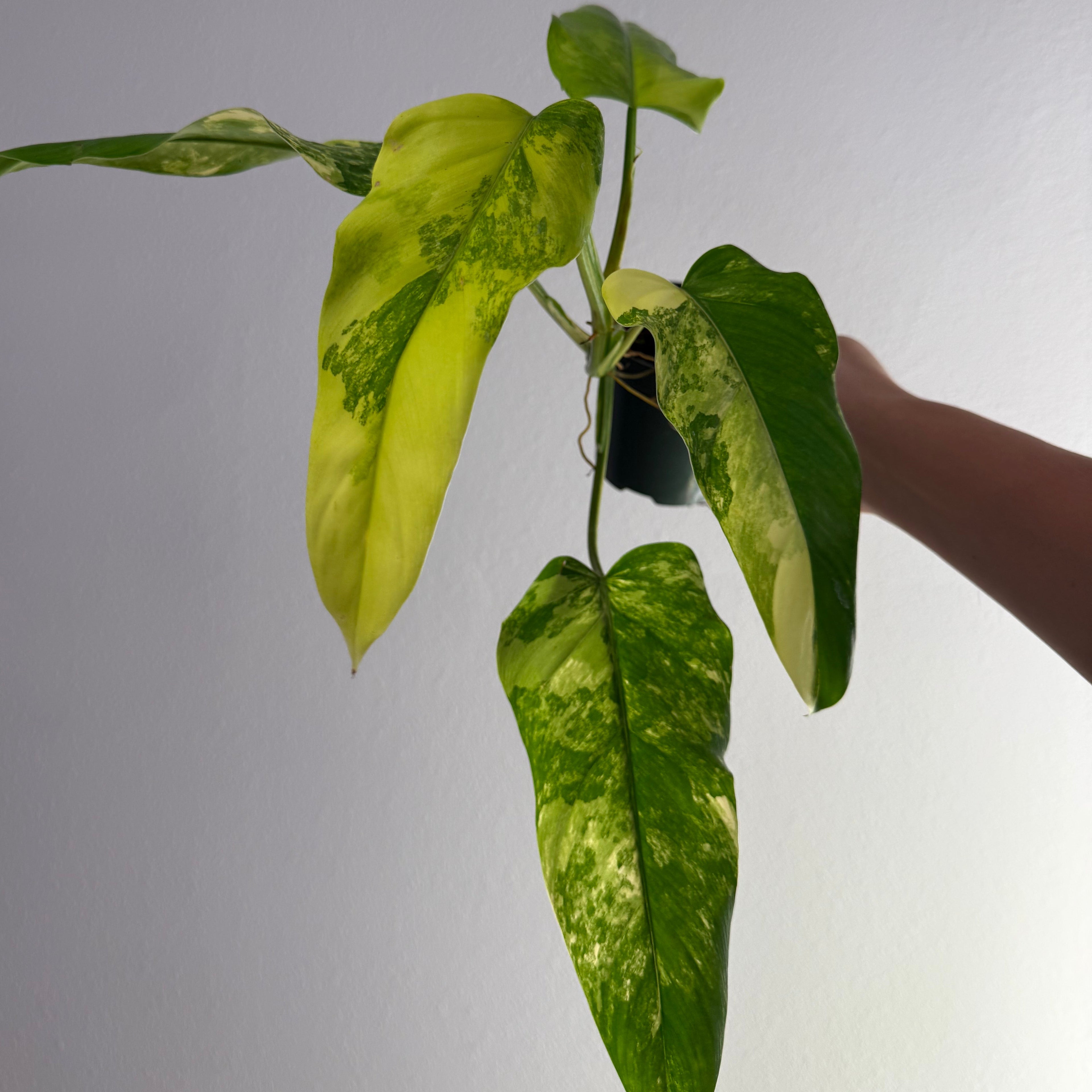Philodendron Domesticum 4”