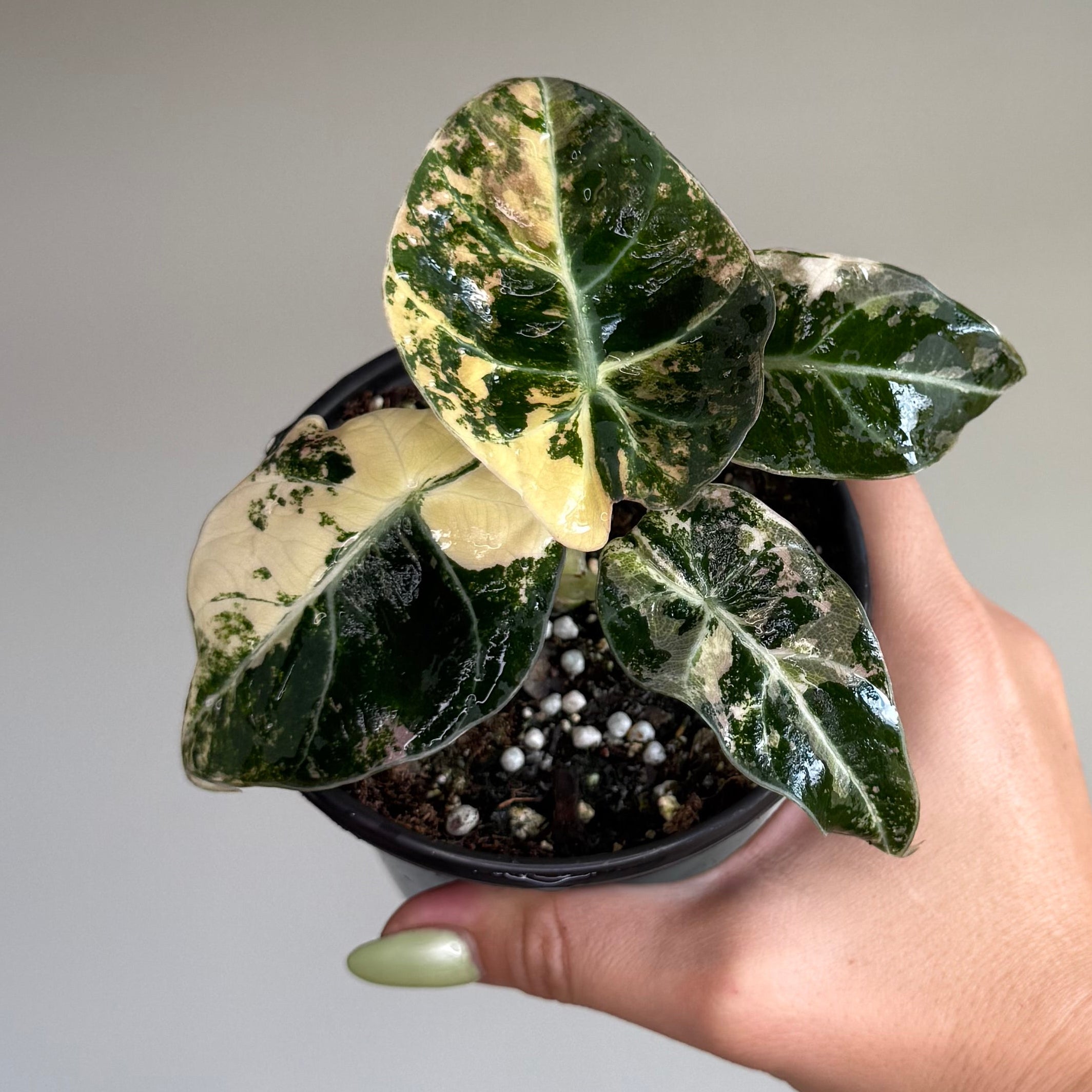 Alocasia Black Velvet Pink