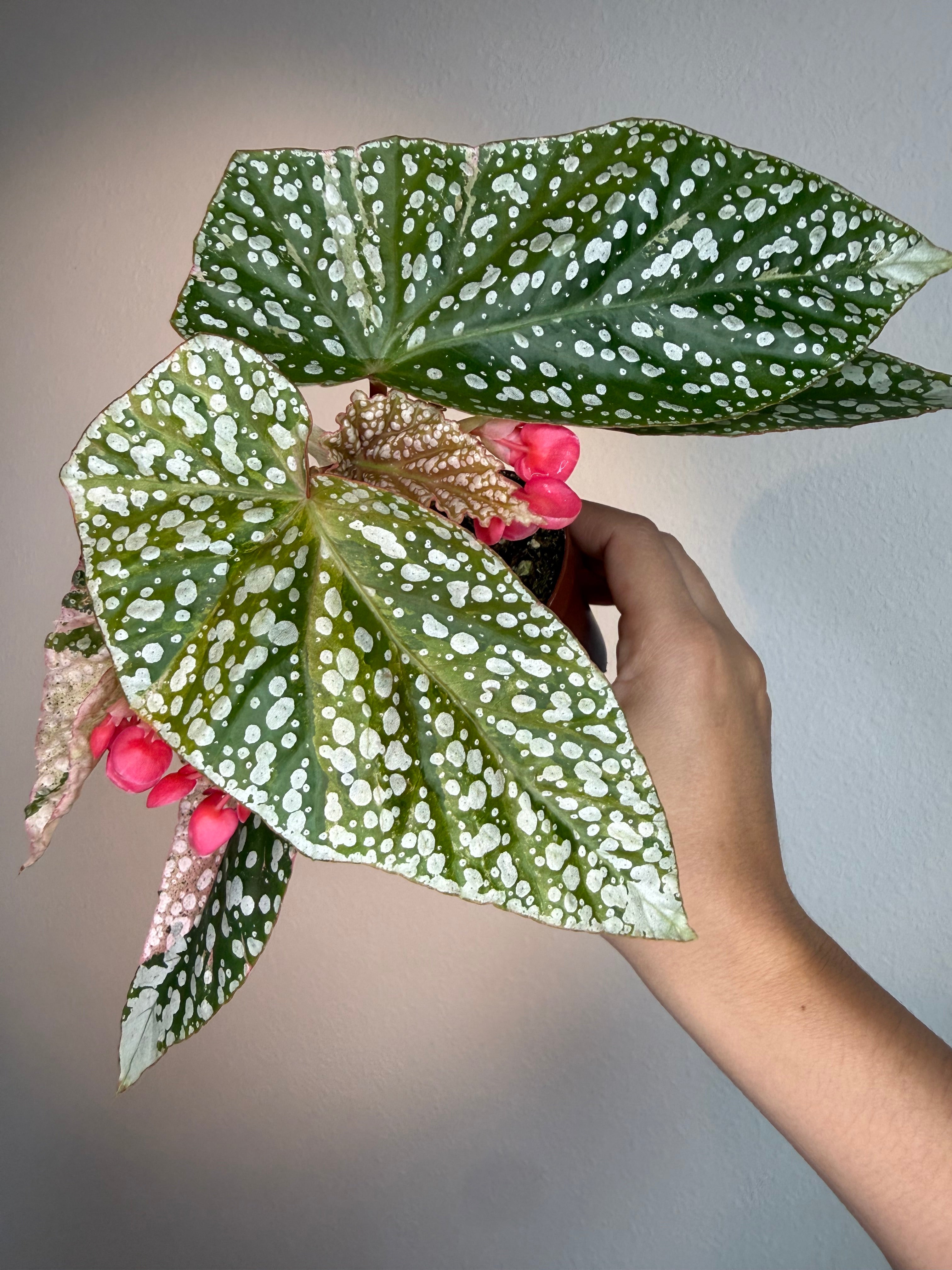 Snow Capped Begonia - Pink Variegated