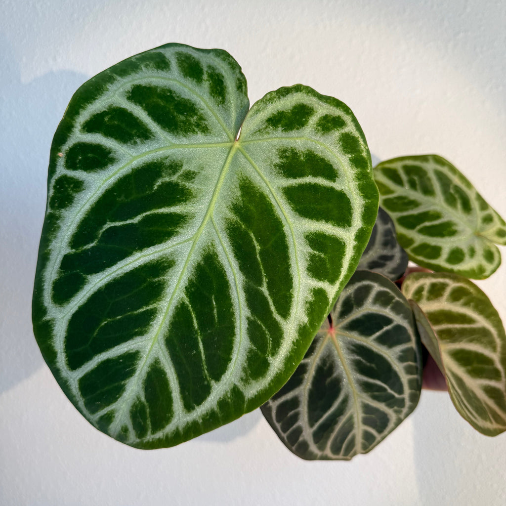 Anthurium Silver tiger x(RC X Dorayaki)4”
