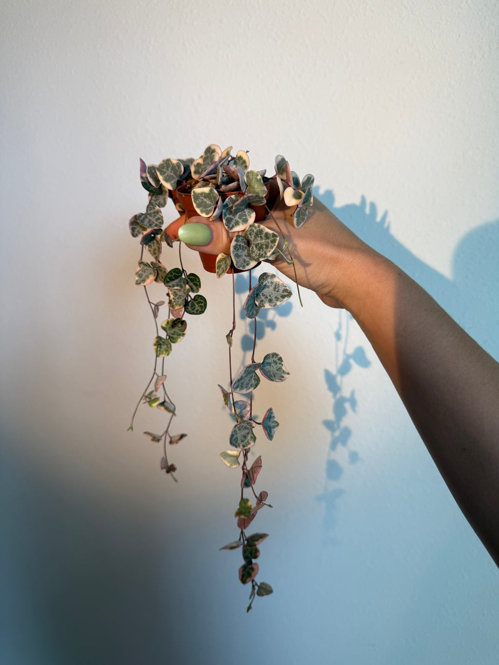 Variegated String of Hearts (2 Plants)