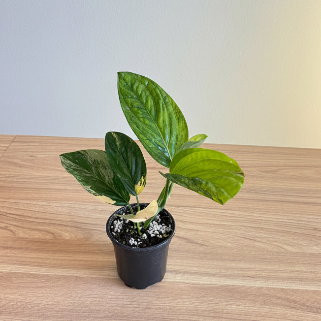Monstera Peru Var