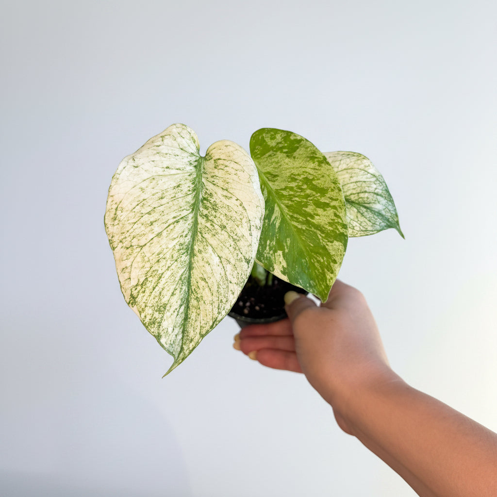 Monstera White Monster 3.5”